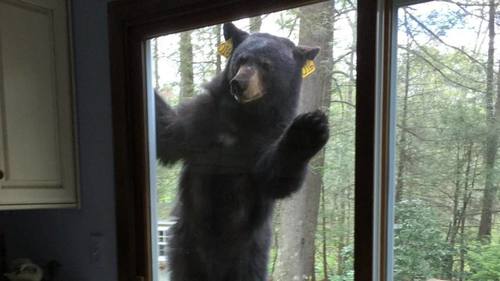 Bear-at-off-grid-cabin