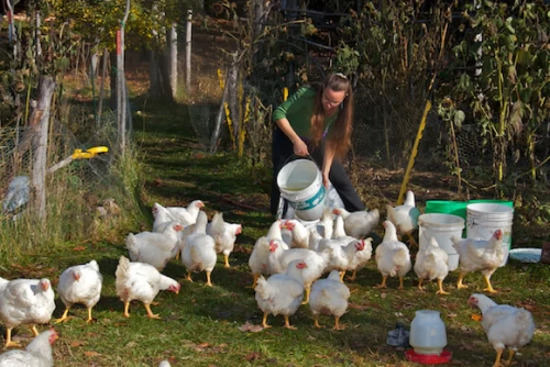 Raising chickens, goats, or other livestock