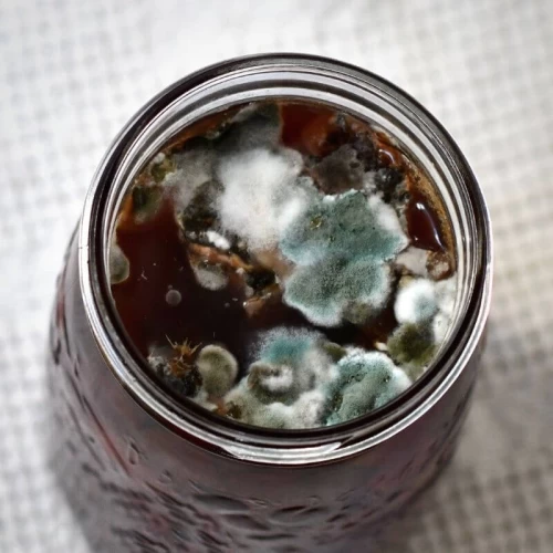 fermenting food mold in the jar